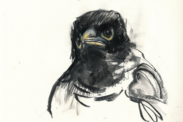 My Myna, Maree Woolley My Myna, Maree Woolley