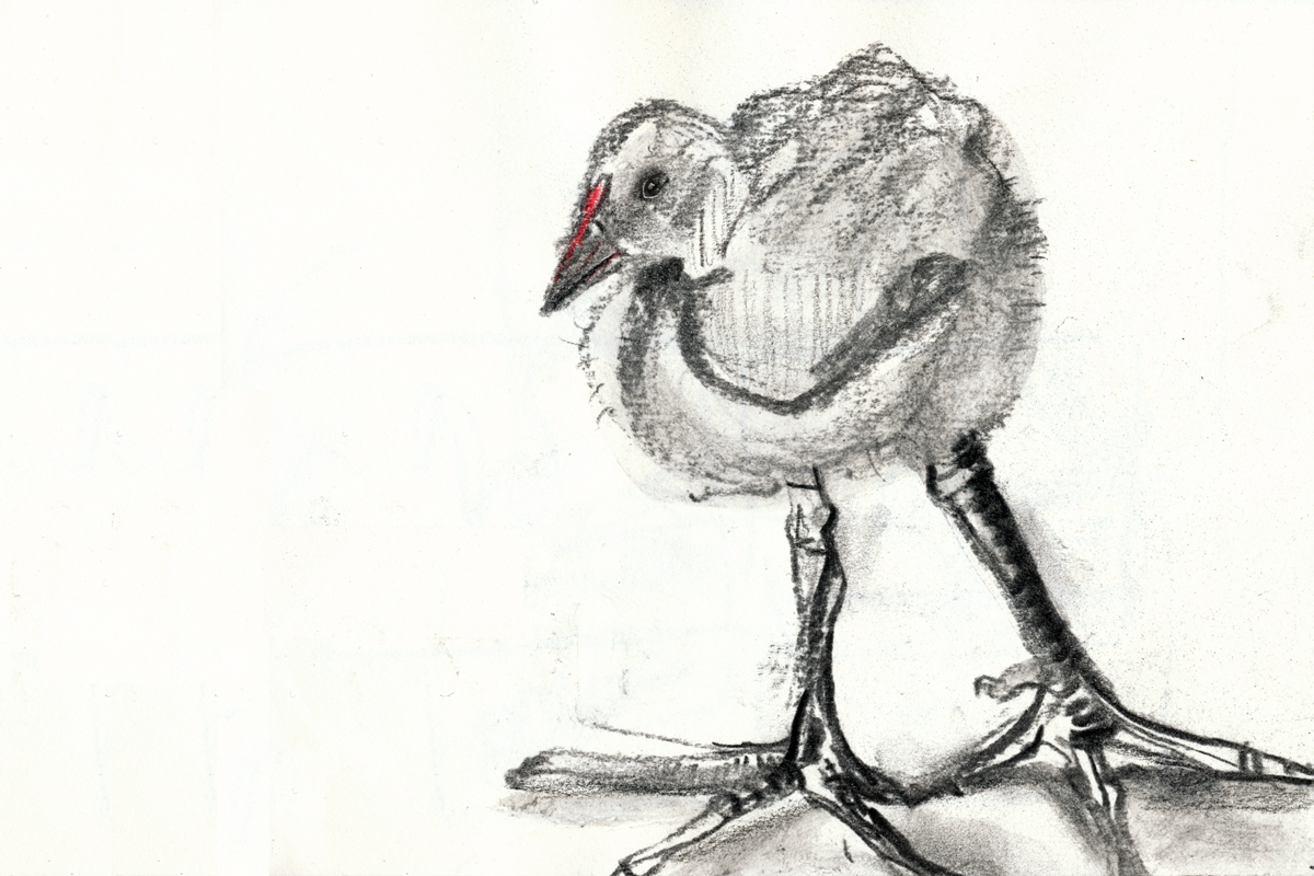 Big Foot, Maree Woolley Big Foot, Maree Woolley