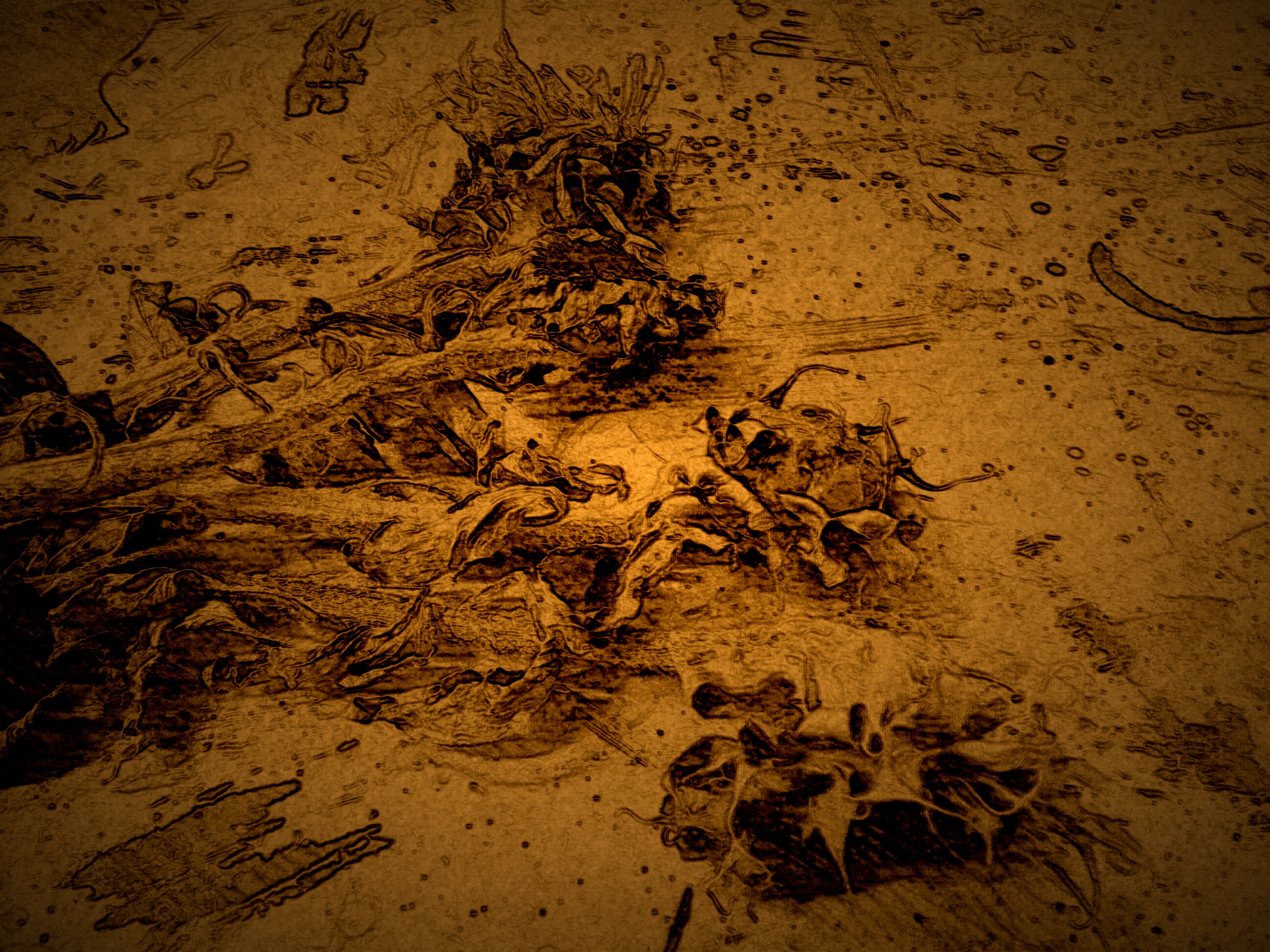 Hilmi Baskurt, Dried Sunflowrs, pencil and charcoal drawing