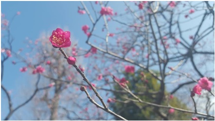 Lauren Ottaway, Hanegi Park, Tokyo, Feb 2016