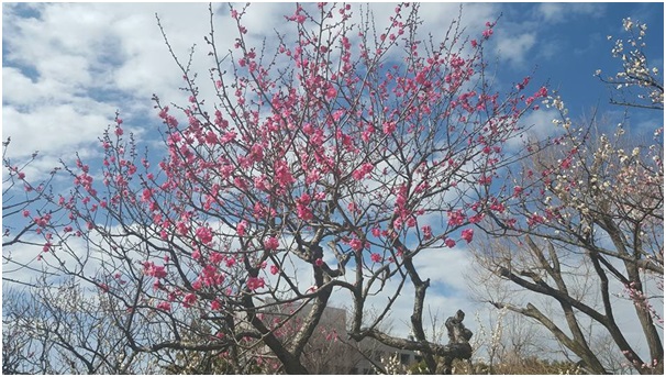 Lauren Ottaway, Hanegi Park, Tokyo, Feb 2016