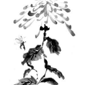 Chrysanthemum, Junko Azukawa (Japanese Ink, Sumi-e)
