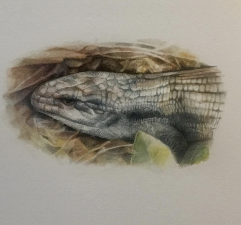 Anna Parry Discover Watercolour and Gouache workshop