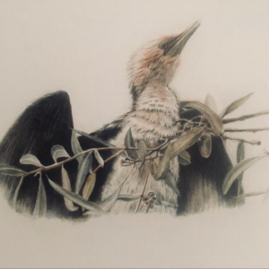 Anna Parry Australian Animals Children's Drawing Workshop 2